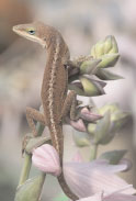 Gecko on Hosta