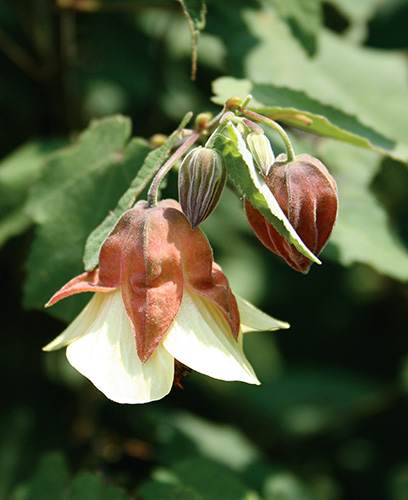 Abutilon megapotamicum 'Ines' (Ines Flowering Maple) slide #60114