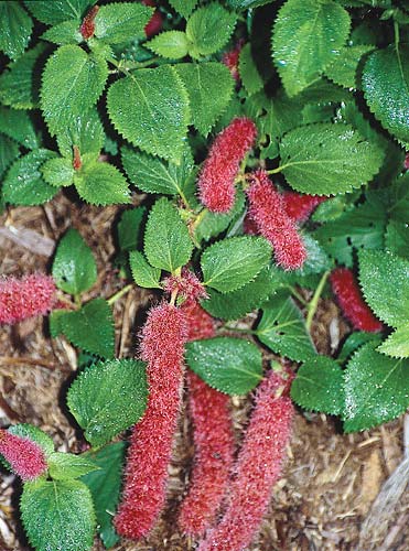 Acalypha pendula (Trailing Red Cattail) slide #23807