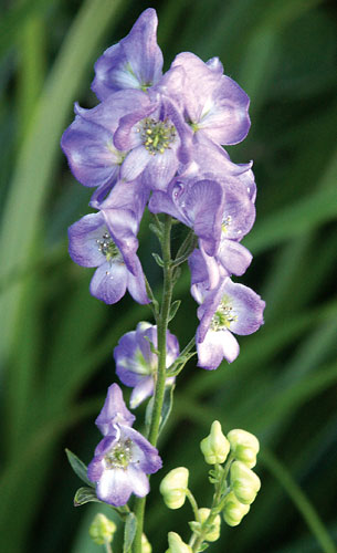 Aconitum carmichaelii (Chinese Monkshood) slide #30138