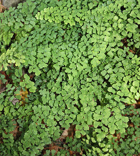 Adiantum capillus-veneris 'Bermuda Run' (Bermuda Run Southern Maidenhair Fern) slide #62078