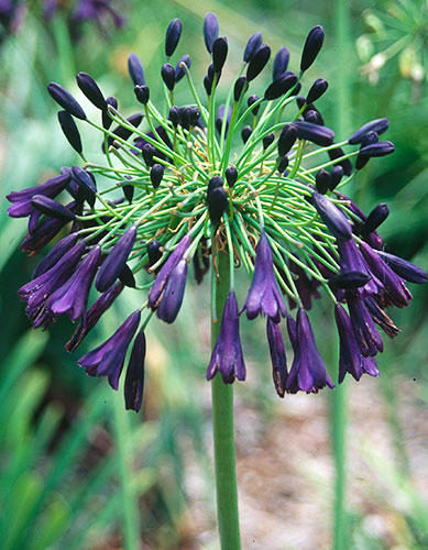 Agapanthus inapertus 'Nigrescens' (Black Drooping Lily-of-the-Nile) slide #17528