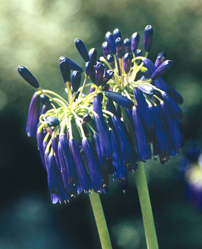 Agapanthus inapertus ssp. pendulus 'Graskop' (Graskop Lily-of-the-Nile) slide #25675