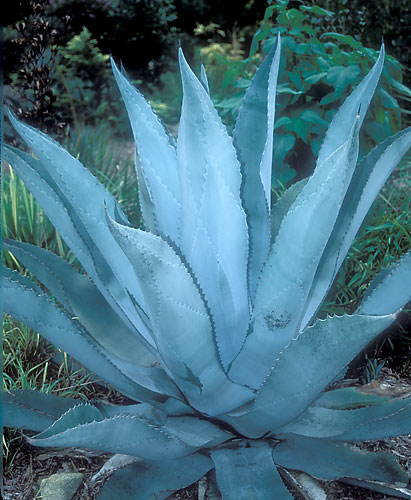 PDN -- Agave 'Silver Surfer'