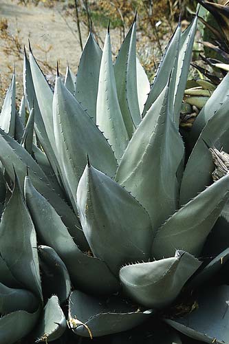 Agave neomexicana Artesia, NM (New Mexico Hardy Century Plant) slide #21875