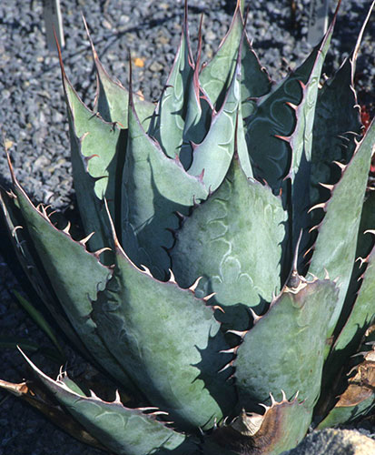 Agave parrasana 'Meat Claw' (Meat Claw Hardy Century Plant) slide #25063