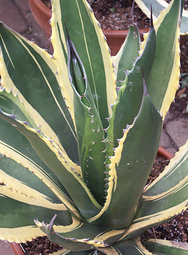 Agave salmiana 'Butterfingers' (Butterfingers Hardy Century Plant) slide #60806
