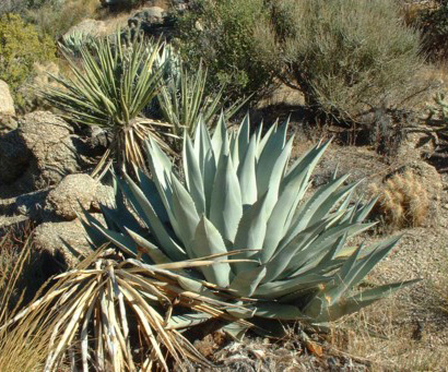 Agave deserti ssp. deserti San Jacinto Mts, CA IB1 (Hardy Century Plant) slide #61468