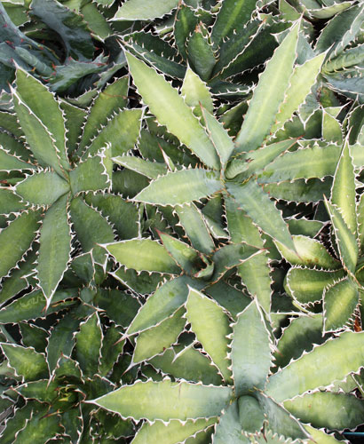 Agave xylonacantha x lophantha (Hybrid Hardy Century Plant) slide #62061