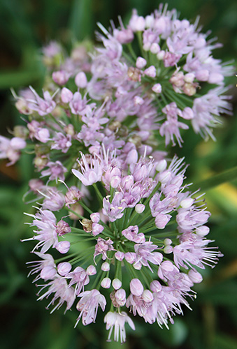 Allium 'Pink Feathers' (Pink Feathers Onion) slide #61234