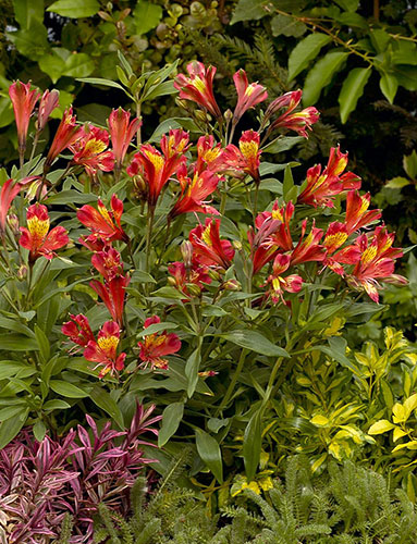 Alstroemeria 'Koadore' PP 15,898 (Inca Adore Princess Lily) slide #61222