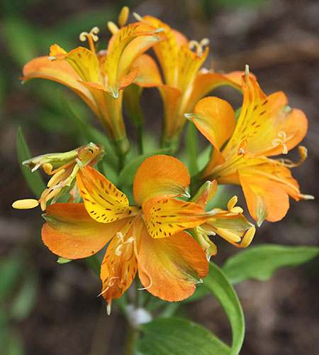 Alstroemeria 'Tangerine Tango' (Tangerine Tango Princess Lily) slide #62085