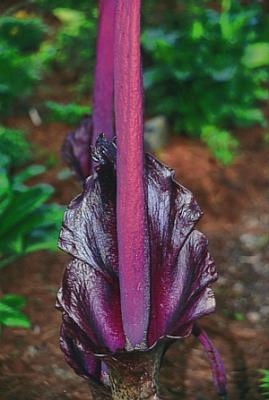 Amorphophallus konjac (Voodoo Lily) slide #11891