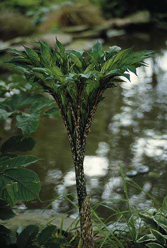 Amorphophallus konjac (Voodoo Lily) slide #12244