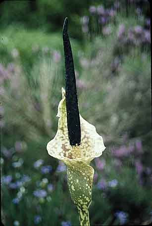 Amorphophallus kiusianus (Voodoo Lily) slide #15039