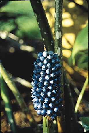 Amorphophallus henryi (Henry's Voodoo Lily) slide #15933