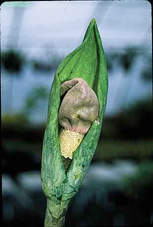 Amorphophallus yunnanensis (Voodoo Lily) slide #16590