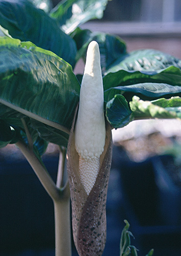 Amorphophallus excentricus PDN #1 (Voodoo Lily) slide #17506