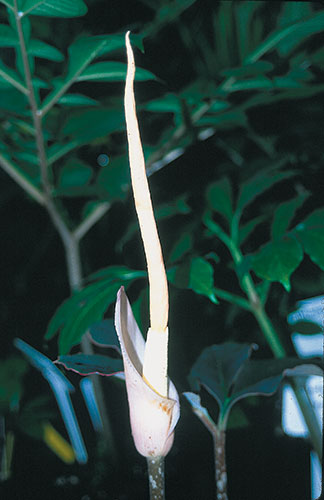Amorphophallus atroviridis (Voodoo Lily) slide #17796