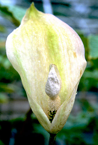 Amorphophallus thaiensis (Voodoo Lily) slide #19881