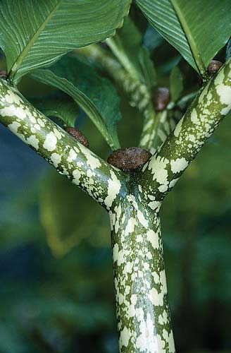 Amorphophallus bulbifer 'Old Warty' (Old Warty Voodoo Lily) slide #19885