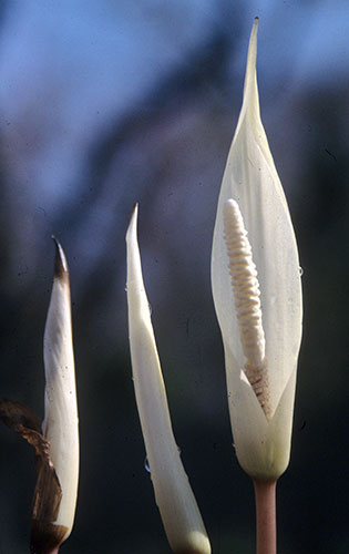 Amorphophallus verticillatus PDN #1 (Voodoo Lily) slide #23132
