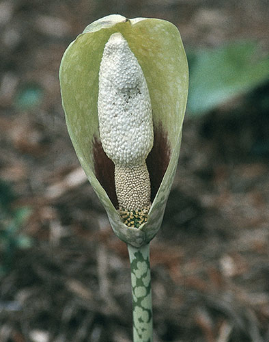 Amorphophallus dunnii (Voodoo Lily) slide #26371