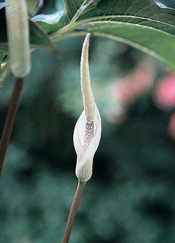 Amorphophallus saururus (Voodoo Lily) slide #27084