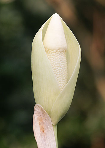 Amorphophallus symonianus PDN #4 (Voodoo Lily) slide #30168
