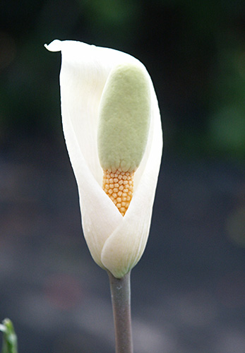Amorphophallus albispathus Blue Form (Voodoo Lily) slide #60279