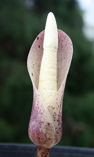 Amorphophallus ochroleucus PDN #1 (Voodoo Lily) slide #61167