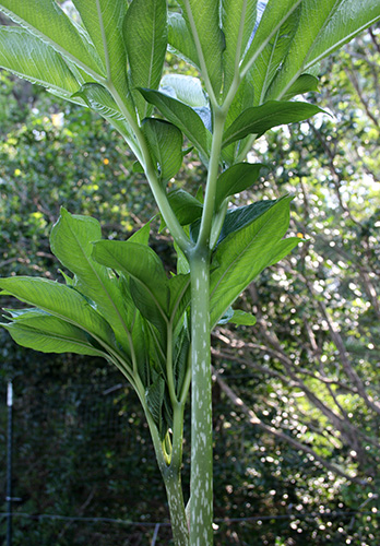 Amorphophallus symonianus PDN #4 (Voodoo Lily) slide #61168