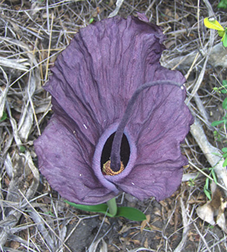Amorphophallus mossambicensis Inhajange Form (Mozambique Voodoo Lily) slide #62086
