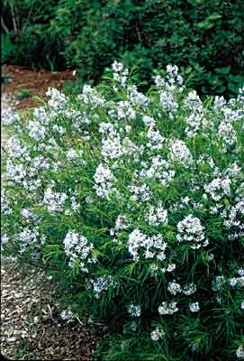 Amsonia hubrichtii (Narrow Leaf Blue Star) slide #13459