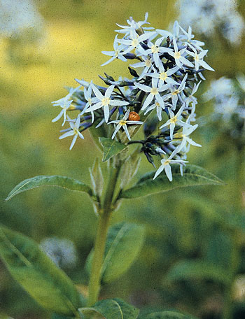 Amsonia ludoviciana (Louisiana Blue Star) slide #14949