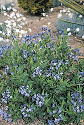 Amsonia 'Blue Ice' (Blue Star) slide #15067