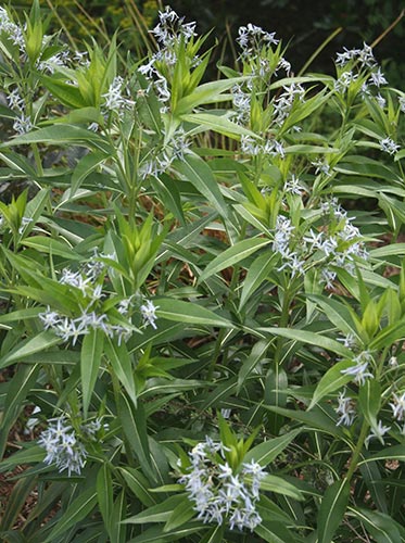Amsonia illustris (Shining Blue Star) slide #60134