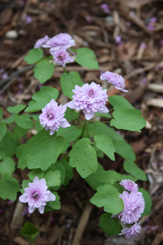 Anemonella thalictroides 'Shoaf's Double Pink' (Shoaf's Double Pink Rue Anemone) slide #61138