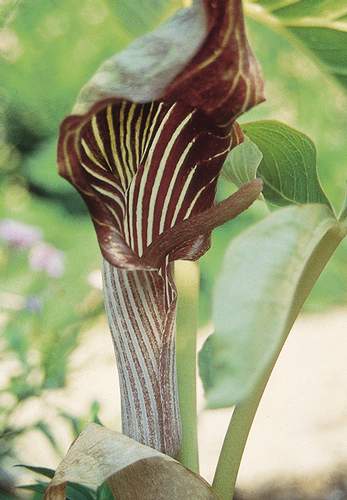 Arisaema fargesii (Farges's Cobra Lily) slide #10377