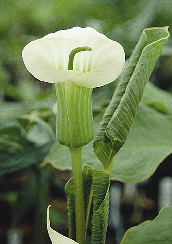 Arisaema candidissimum White Flower Form (White Stripe Cobra Lily) slide #13590