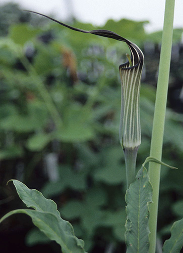 Arisaema concinnum (Chinese Cobra Lily) slide #13599