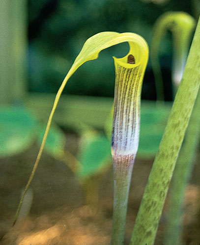 Arisaema muratae (Chinese Yellow Cobra Lily) slide #17048