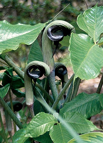 Arisaema ringens (Japanese Cobra Lily) slide #25903