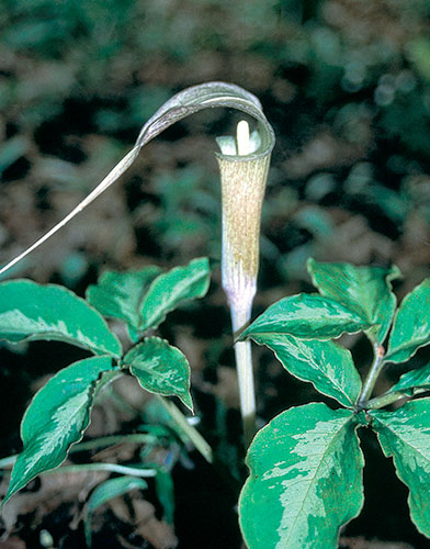 Arisaema kishidae 'Jack Frost' (Japanese Cobra Lily) slide #27520