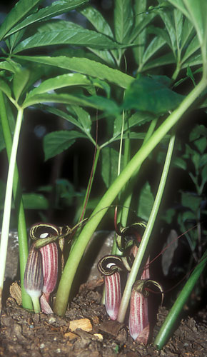 Arisaema kiushianum (Japanese Cobra Lily) slide #28597