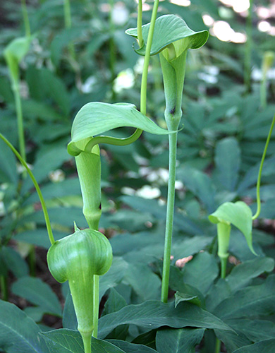 Arisaema heterophyllum (Dancing Crane Cobra Lily) slide #61237