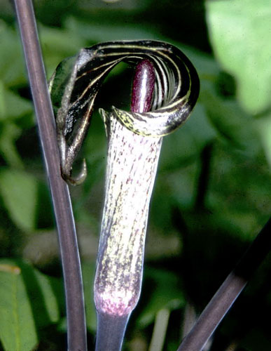 Arisaema triphyllum (Jack-In-The-Pulpit) slide #8456