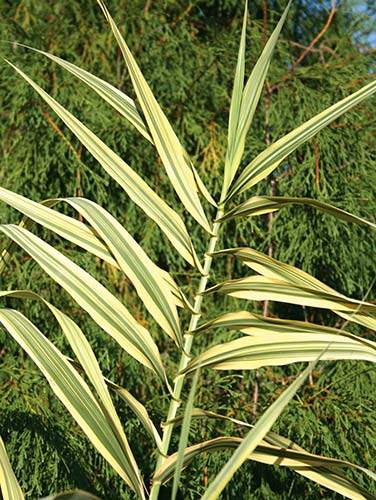 Arundo donax 'Golden Chain' (Golden Chain Giant Reed Grass) slide #60135