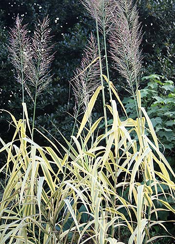 Arundo donax 'Golden Chain' (Golden Chain Giant Reed Grass) slide #61391