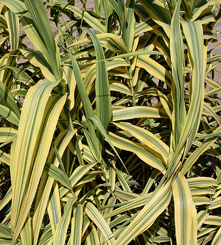 Arundo donax 'Golden Chain' (Golden Chain Giant Reed Grass) slide #62090